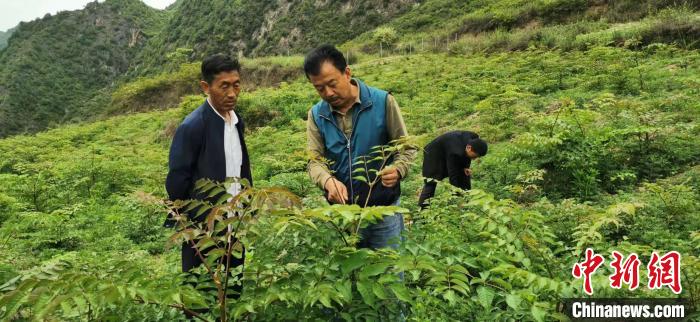 圖為張金利調(diào)研適合阿拉村種植的農(nóng)作物，經(jīng)過(guò)不斷改良技術(shù)后，產(chǎn)量大大提高。(資料圖)甘肅省水利廳供圖