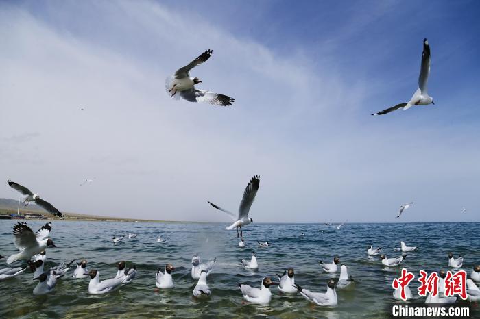 圖為水鳥(niǎo)在青海湖飛翔。　馬銘言 攝