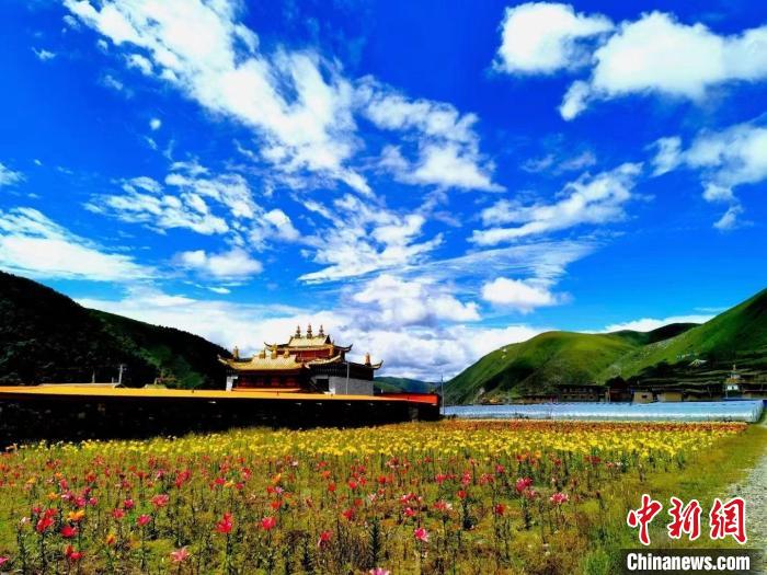 近百畝百合花競相開放，景色誘人。　壤塘縣委宣傳部供圖