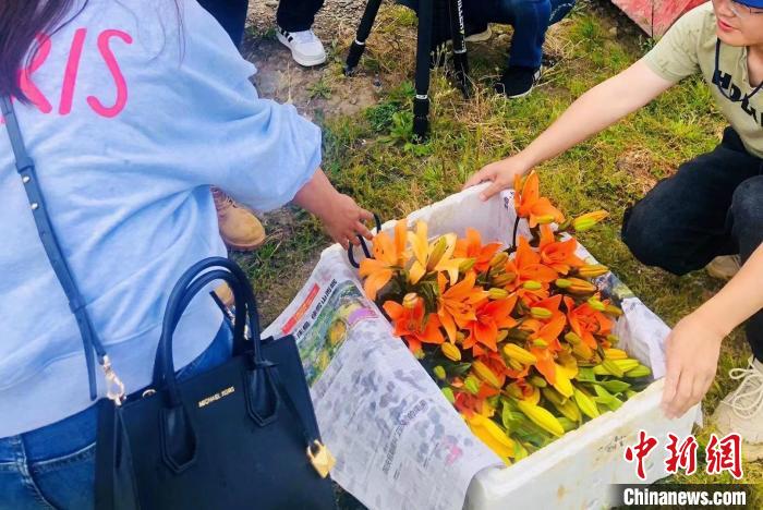 村民采摘百合花?！∪捞量h委宣傳部供圖