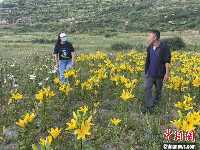 村民采摘百合花?！∪捞量h委宣傳部供圖