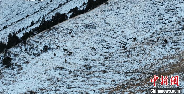 圖為巖羊和馬鹿集體在雪地里休憩?！《继m縣融媒體中心 供圖