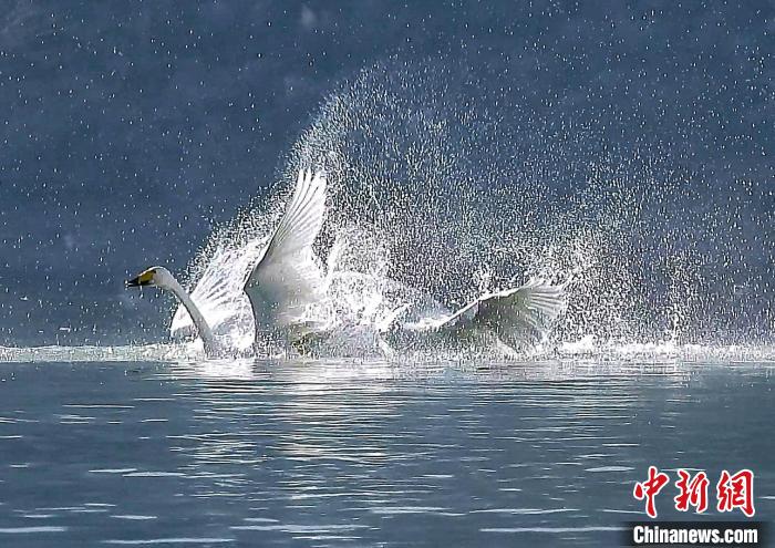 圖為大天鵝在水中嬉戲。　嚴(yán)桉 攝