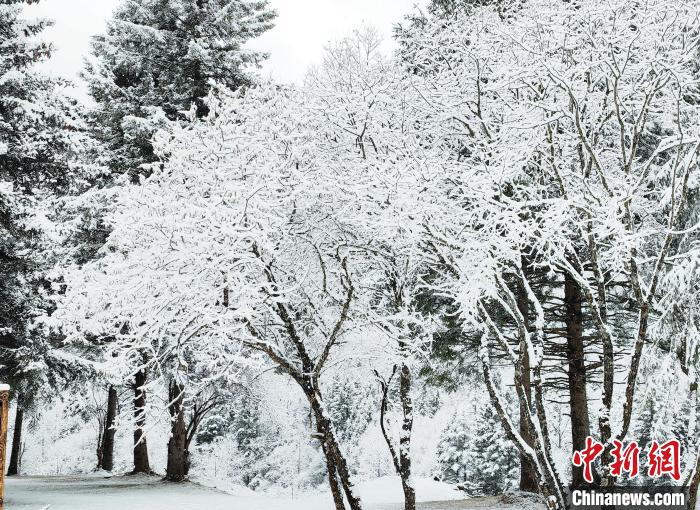 大熊貓國(guó)家公園王朗片區(qū)春雪如畫，宛若仙境。　羅春平 攝