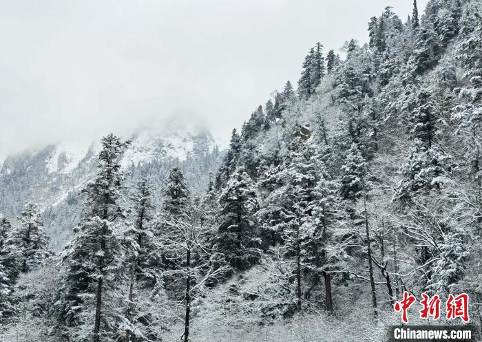 大熊貓國(guó)家公園王朗片區(qū)春雪如畫，宛若仙境。　羅春平 攝