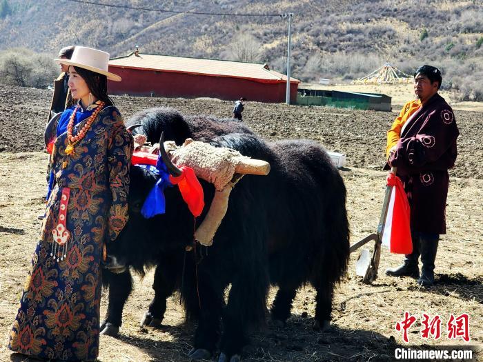 圖為藏族民眾牽著耕牛參加春耕儀式。 王麗山 供圖