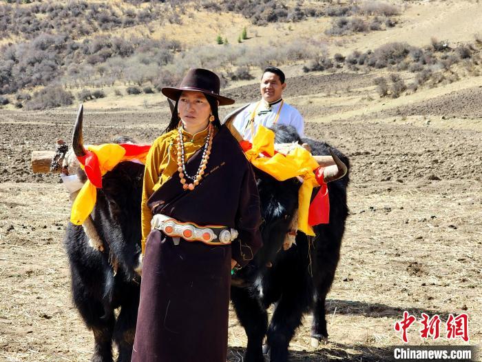 圖為藏族民眾牽著耕牛參加春耕儀式。 王麗山 供圖