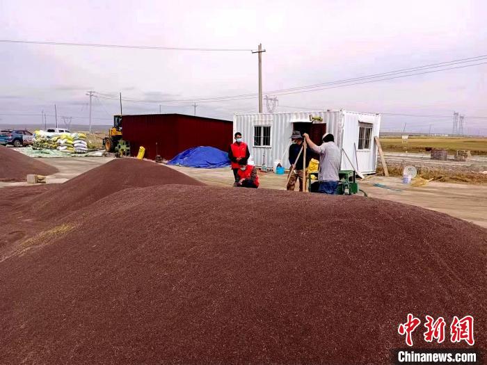 青海湖北岸剛察草原：小小油菜籽“種”出鄉村“振興路”