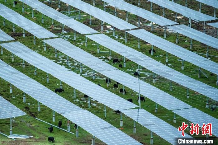 柯拉光伏板距地面高度超過1.8米，可滿足植被生長需要，又能保障牛羊放牧空間，實現(xiàn)“牧光”互補。　劉忠俊 攝