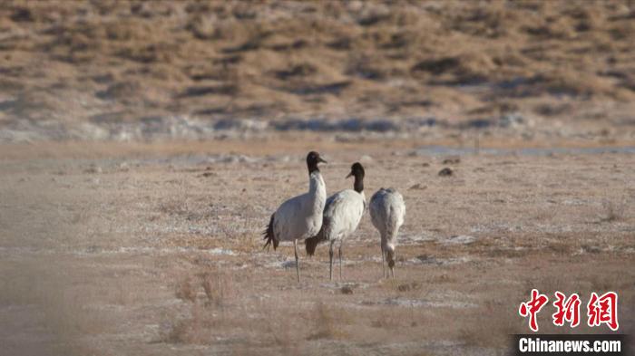 珍稀鳥類黑頸鶴、灰鶴現身青海格爾木