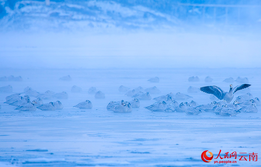 斑頭雁。李志剛攝