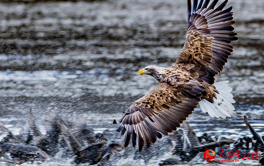 白尾海雕抓骨頂雞。彭建生攝