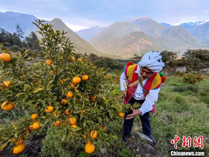 林芝下察隅鎮京都村101畝耙耙柑豐收。　江飛波 攝