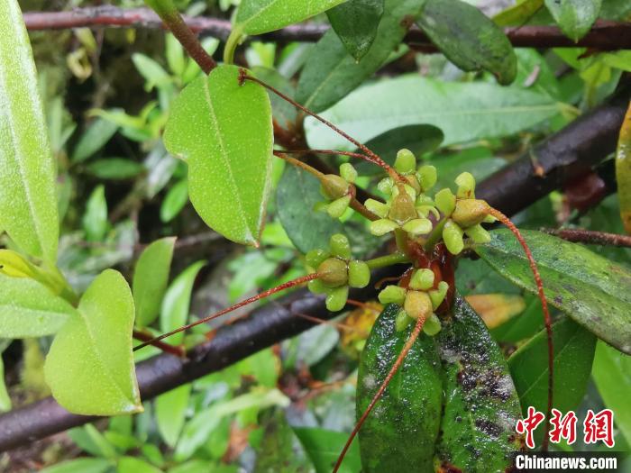 圖為折萼杜鵑果實圖。　中科院昆明植物研究所提供