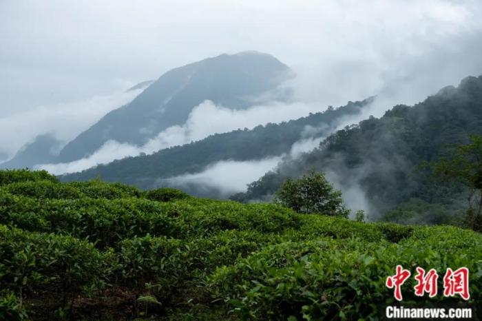 墨脫縣背崩鄉的高山茶場。