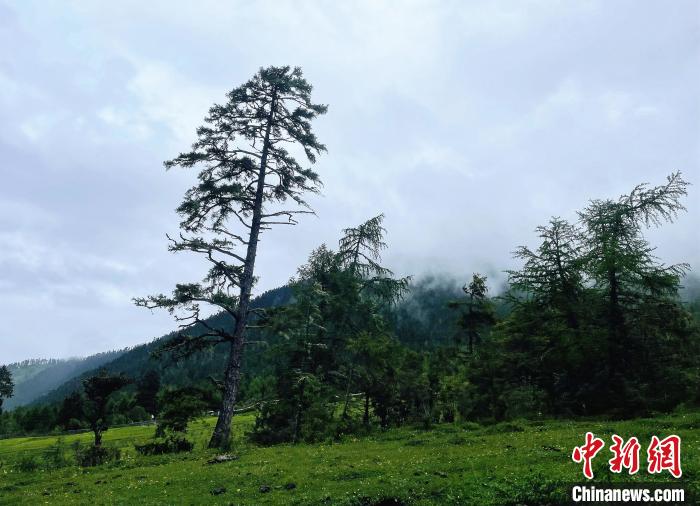 6月10日，魯朗小鎮高山牧場景區風光。　冉文娟 攝