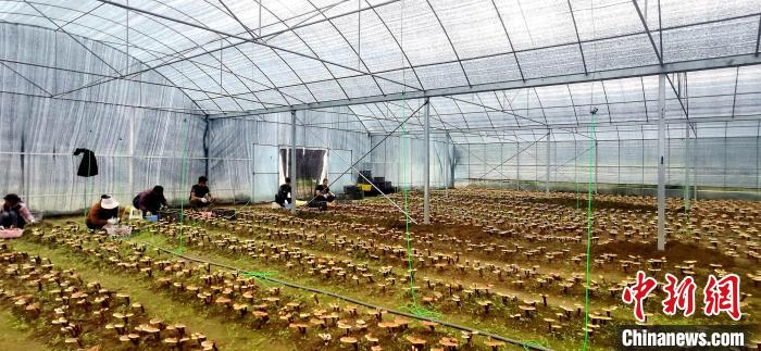 圖為紅太陽科技示范家庭農(nóng)場(chǎng)組織民眾采收靈芝。　平措旺青供圖