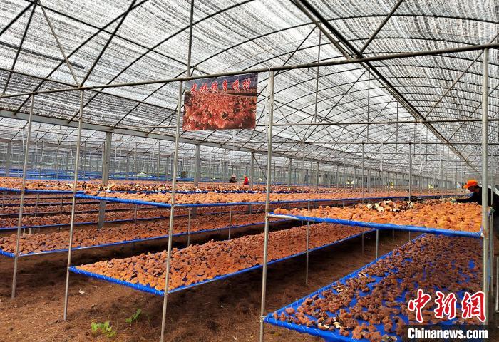 圖為紅太陽科技示范家庭農(nóng)場(chǎng)采收的靈芝。　平措旺青供圖