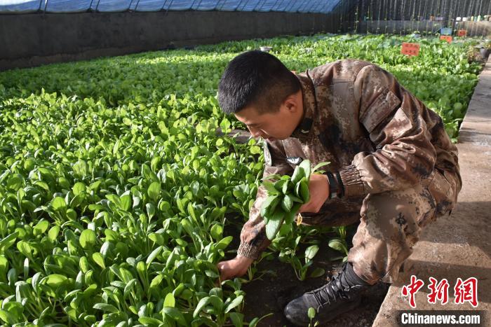 圖為阿里軍分區某邊防團官兵在溫室摘菜?！￡悋[岳 攝