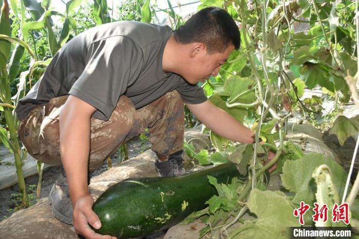 圖為阿里軍分區某邊防團官兵在溫室摘菜。　陳嘯岳 攝