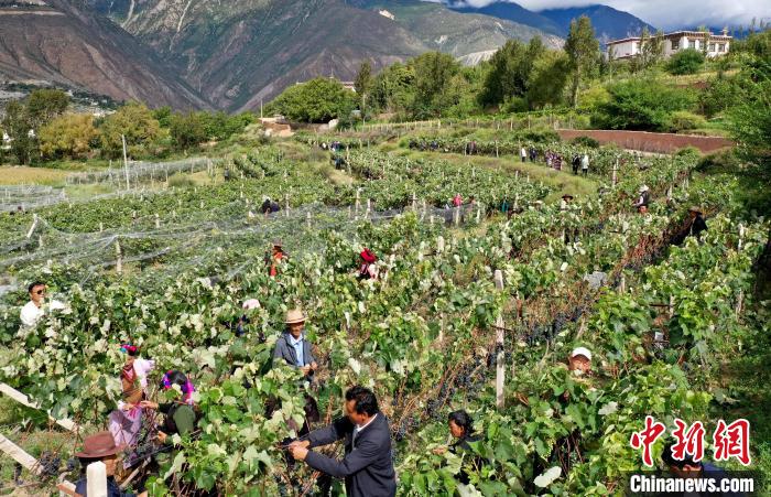 昌都芒康縣依托“兩江流域”干熱河谷地帶地理優勢將康巴蜜橘、蘋果、甜石榴、葡萄、蜜桃等經濟林木種植?！〔际忻⒖悼h委宣傳部供圖