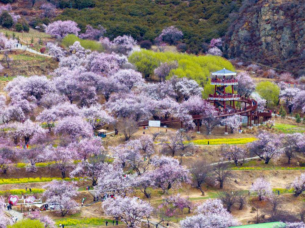 桃花盛開(kāi)惹人醉，八方游客賞花來(lái)。徐馭堯攝