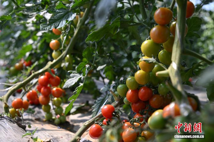 西藏墨竹工卡縣農業示范園:賦能現代農業發展帶動民眾增收致富