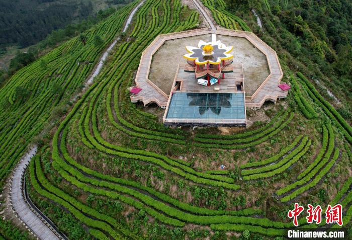 圖為西藏林芝市墨脫縣背崩鄉格林村山頂的景觀茶園。(無人機照片) 李林 攝