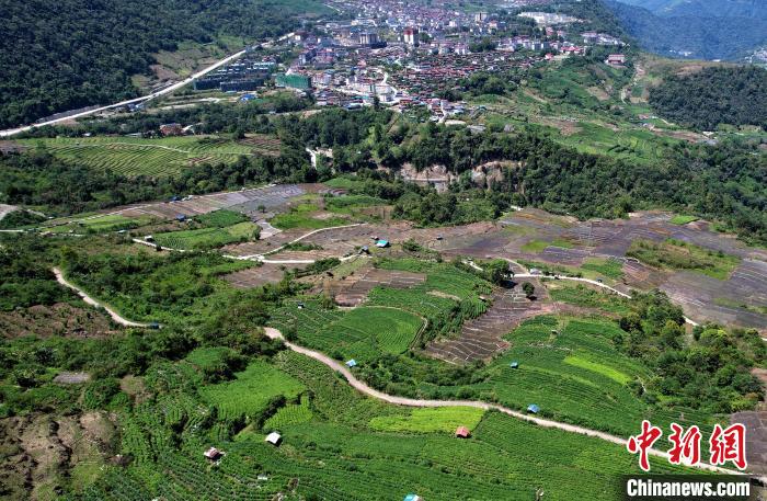 圖為西藏林芝市墨脫縣城附近的茶田。(無人機照片) 李林 攝